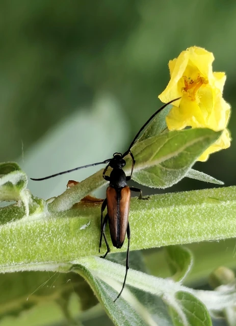 Stenurella melanura - feketevégű karcsúcincér
