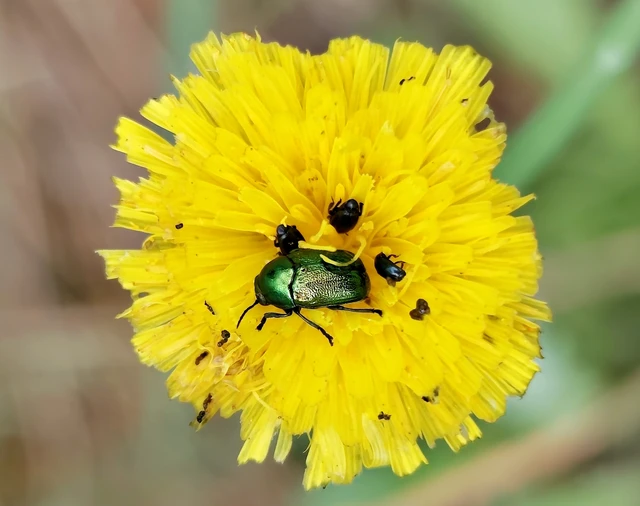 Cryptocephalus