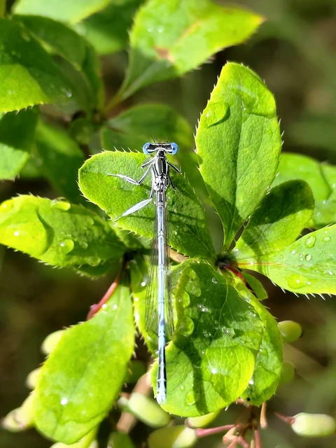 Platycnemis pennipes - széleslábú szitakötő