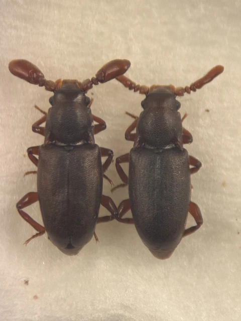 Pleganophorus bispinosus - hangyász álböde