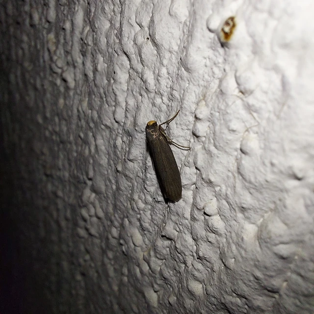 Achroia grisella - kis viaszmoly