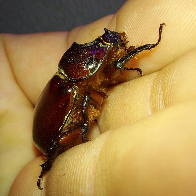 Oryctes nasicornis - orrszarvú bogár