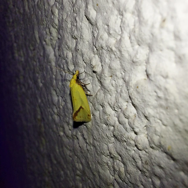 Agapeta hamana - közönséges sárgamoly