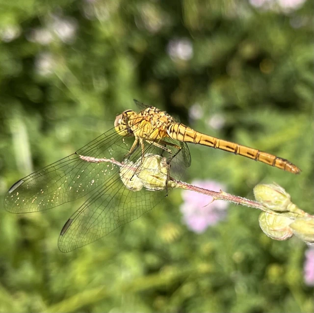 Sympetrum meridionale - fakó katona-szitakötő