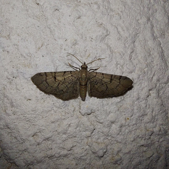 Eupithecia silenicolata - habszegfű-törpearaszoló