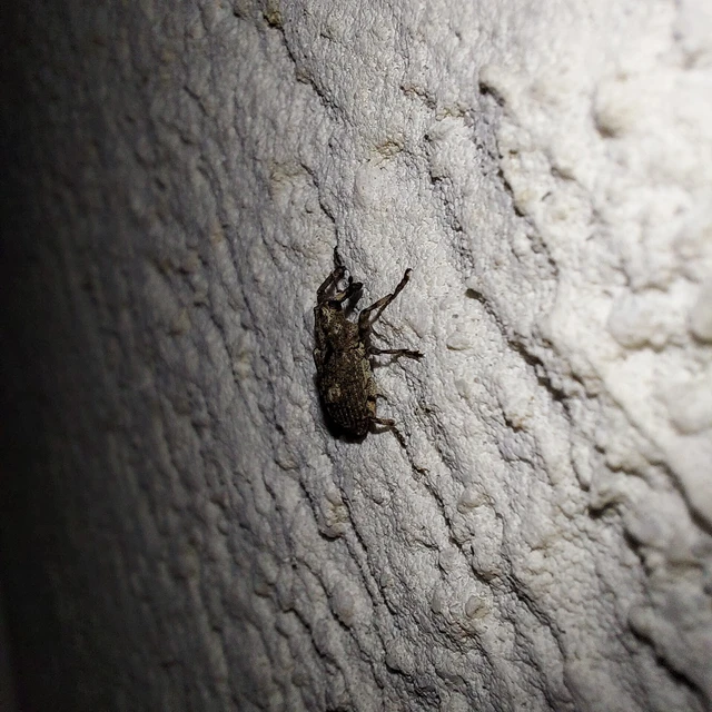 Gasterocercus depressirostris - laposorrú ormányos
