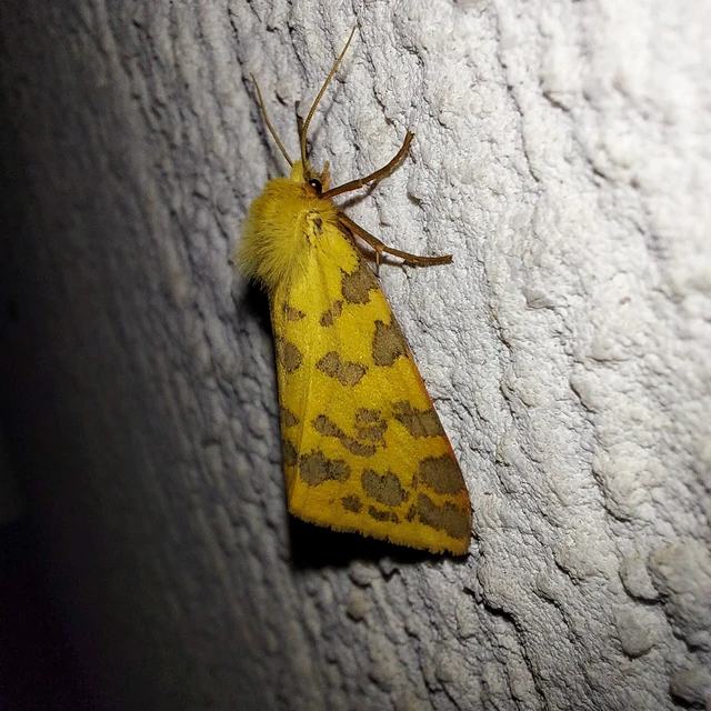 Rhyparia purpurata - bíborszínű medvelepke