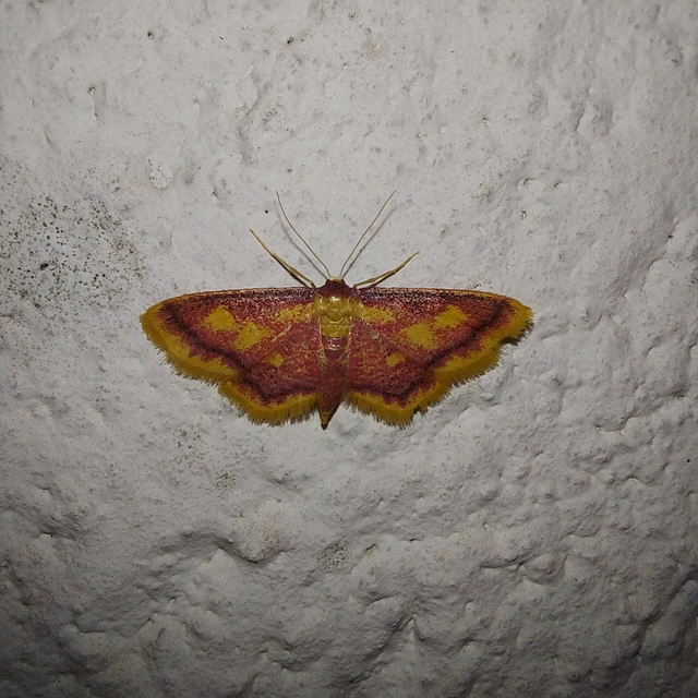Idaea muricata - mocsári pirosaraszoló