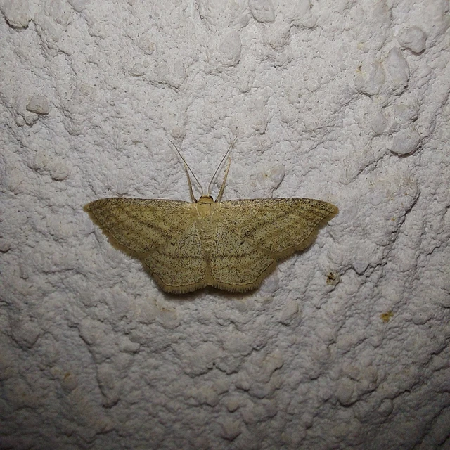 Scopula virgulata - vesszős sávosaraszoló