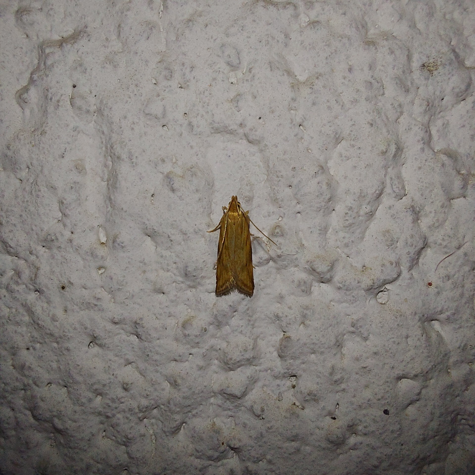 Orophia ferrugella - rozsdamintás díszmoly
