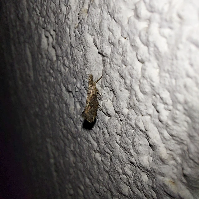Ypsolopha chazariella - juharfonó tarkamoly