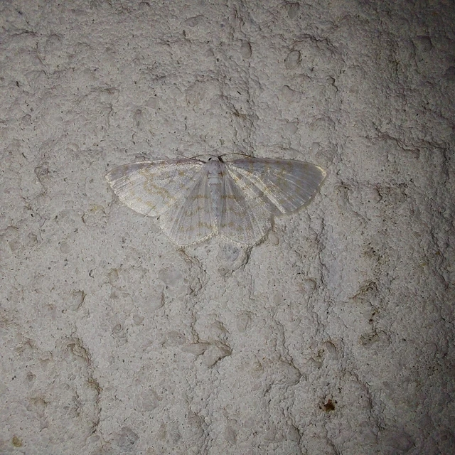 Asthena albulata - gyertyán-fehéraraszoló