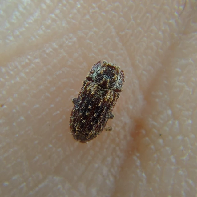 Endophloeus marcovichianus - fogasszélű héjbogár Endophloeus marcovichianus - fogasszélű héjbogár
