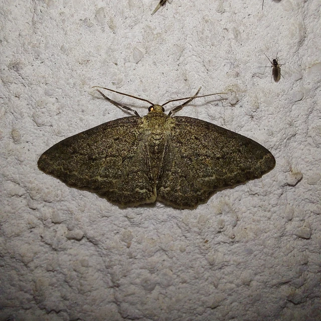 Ectropis crepuscularia - avararaszoló