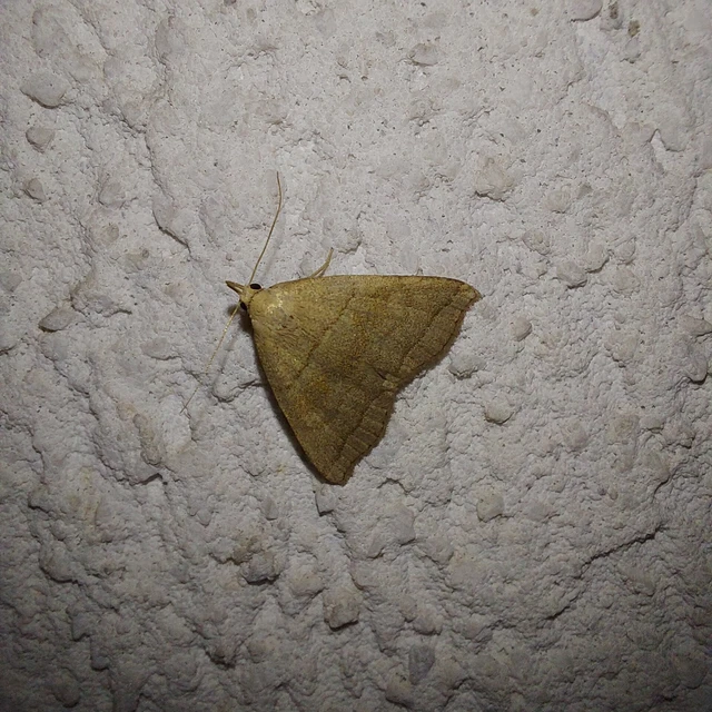 Herminia tarsicrinalis - szőröslábú karcsúbagoly