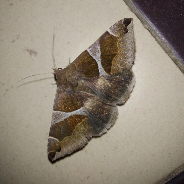Dysgonia algira - déli porcelánbagoly