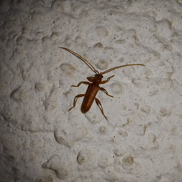 Axinopalpis gracilis - kecses selymescincér