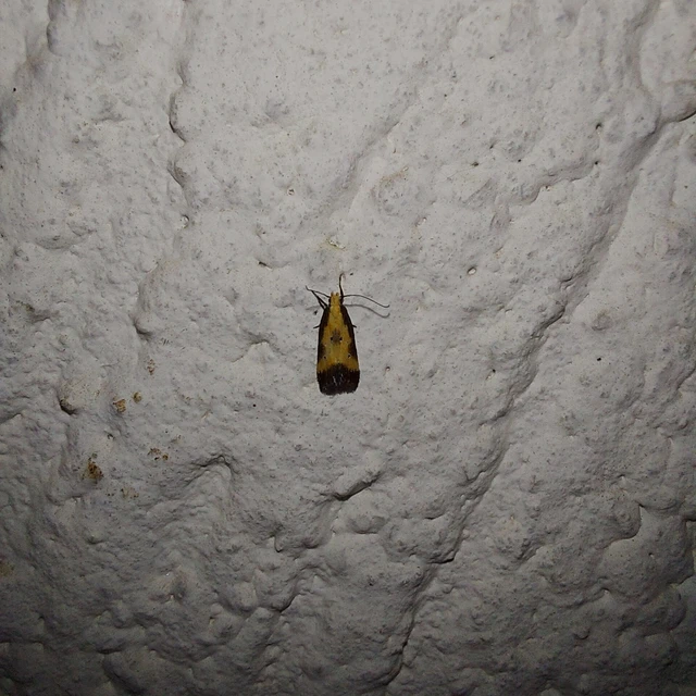 Brachmia dimidiella - citromkocsord-lápimoly