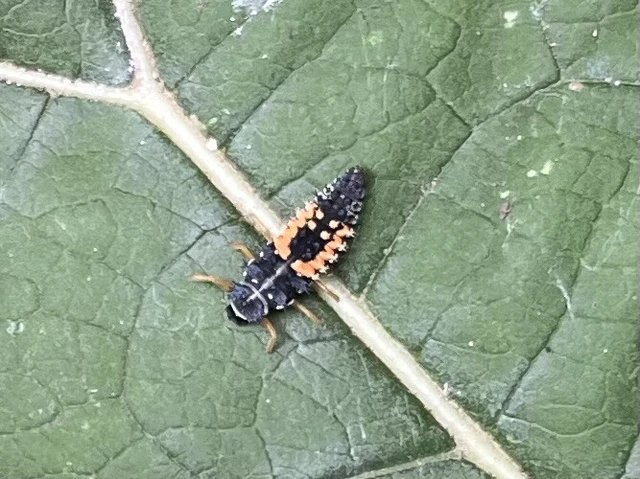 Harmonia axyridis - harlekinkatica