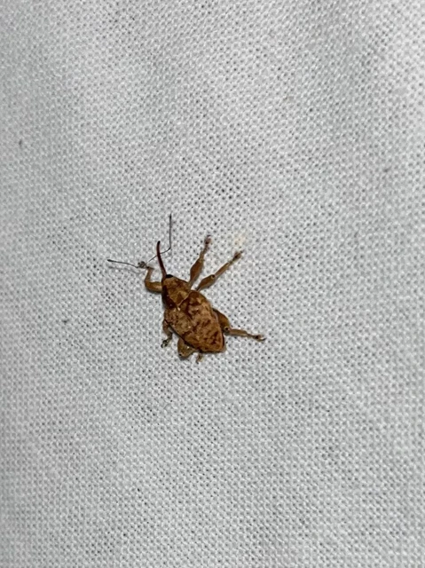 Curculio venosus - tarajos zsuzsóka