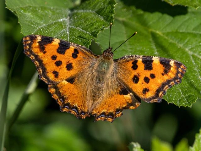 Nymphalis polychloros - nagy rókalepke