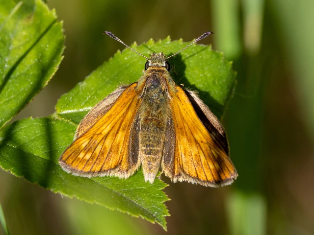 Ochlodes sylvanus - erdei busalepke