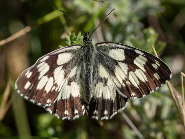 Melanargia galathea - sakktáblalepke