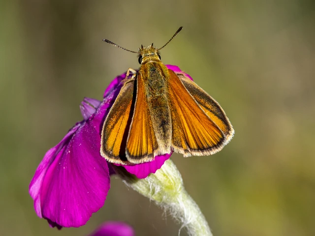 Thymelicus lineola - vonalas busalepke