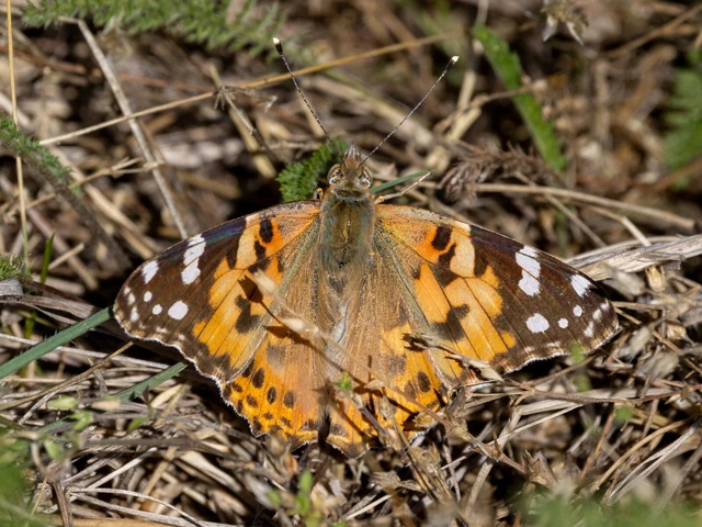 Vanessa cardui - bogáncslepke