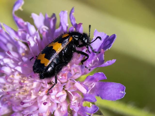 Mylabris variabilis - szalagos hólyaghúzó
