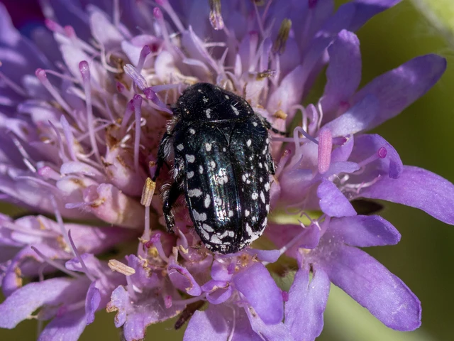 Oxythyrea funesta - sokpettyes virágbogár