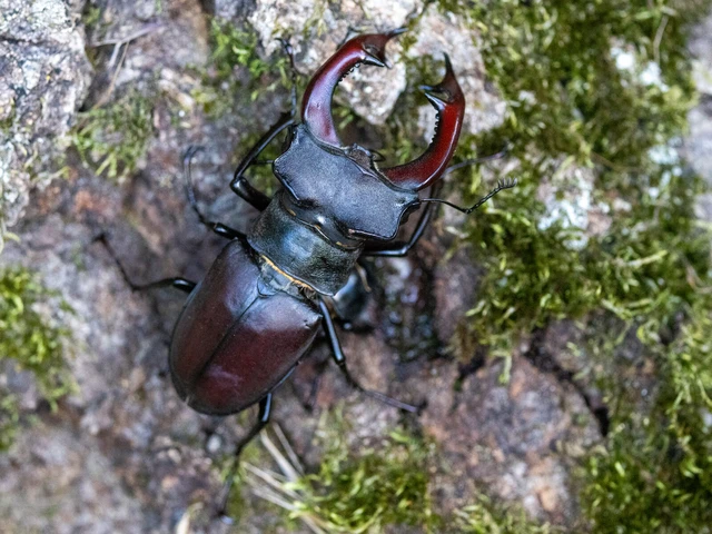 Lucanus cervus - nagy szarvasbogár