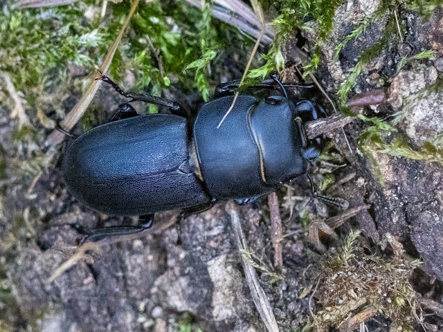 Dorcus parallelipipedus - kis szarvasbogár