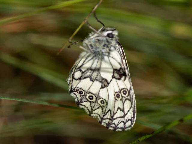 Melanargia galathea - sakktáblalepke
