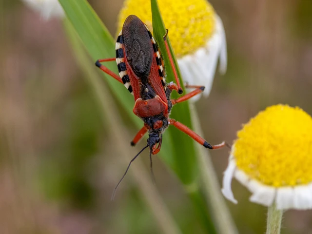 Rhynocoris iracundus - közönséges gyilkospoloska