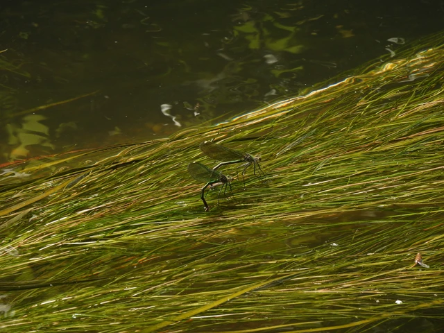 Calopteryx splendens - sávos szitakötő