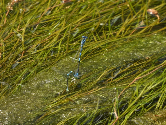 Coenagrion scitulum - mediterrán légivadász