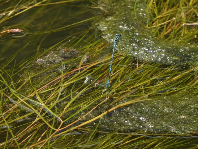 Coenagrion puella - azúrkék légivadász