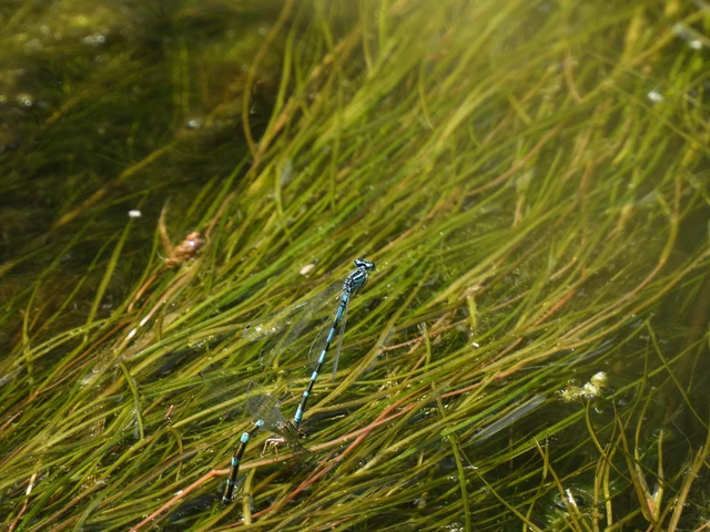 Coenagrion ornatum - díszes légivadász