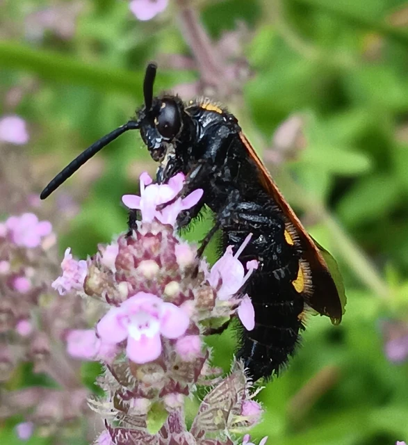 Scoliidae - tőrösdarazsak