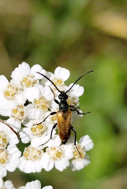 Pseudovadonia livida - barnás virágcincér