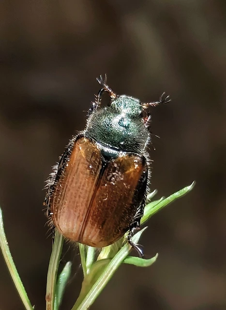 Phyllopertha horticola - kerti szipoly