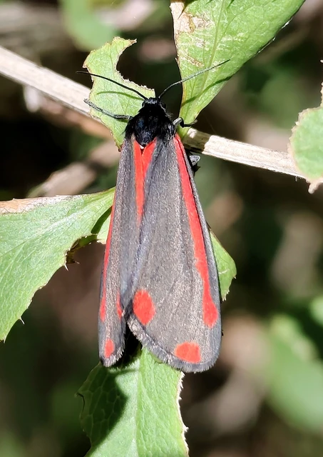 Tyria jacobaeae - jakabfű-medvelepke