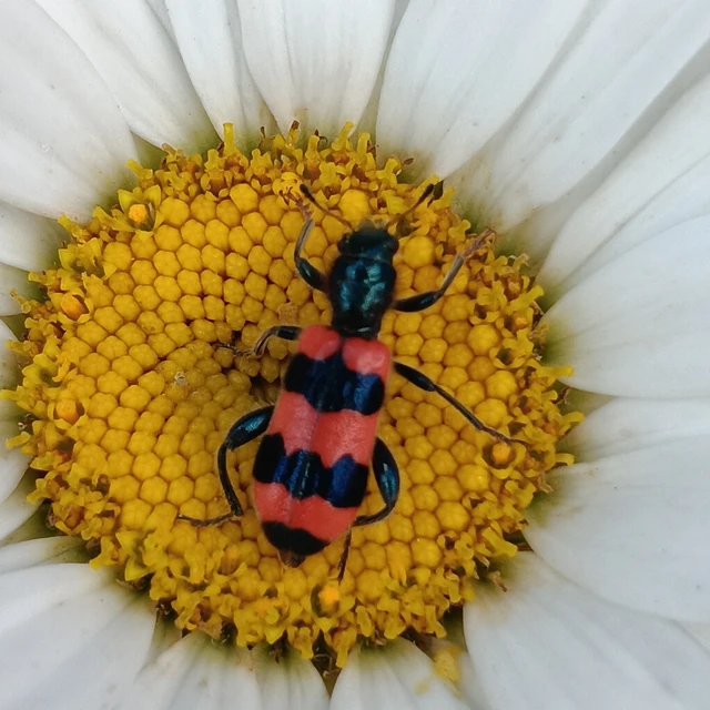 Trichodes apiarius - szalagos méhészbogár