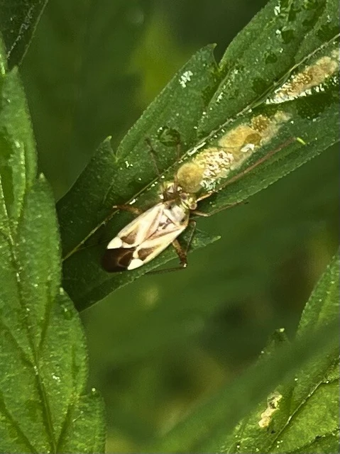 Adelphocoris lineolatus - lucernapoloska