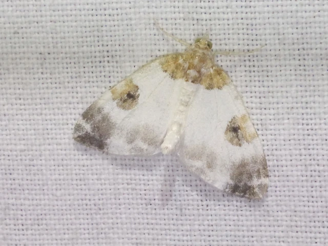 Plemyria rubiginata - barnafoltos fehéraraszoló