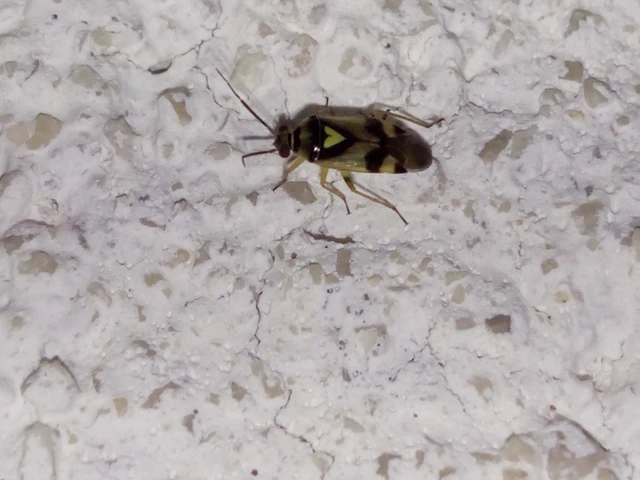 Miridae - mezeipoloskák