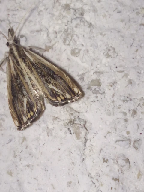Catoptria verellus - kormos fűgyökérmoly