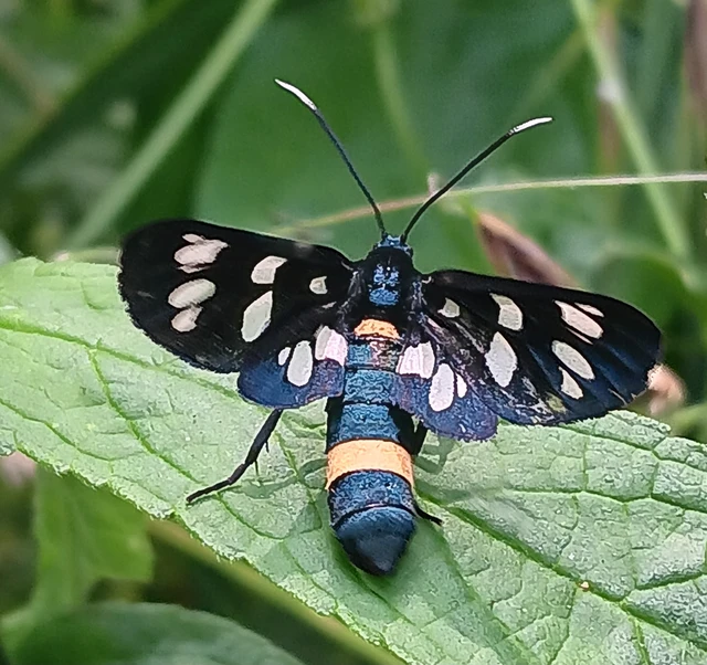 Amata phegea - fehérpettyes álcsüngőlepke