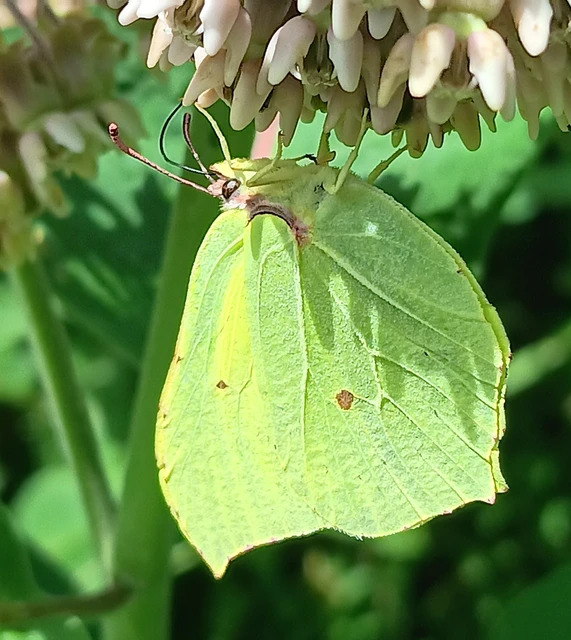 Gonepteryx rhamni - citromlepke